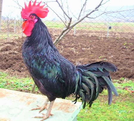 2 4 - Black Shumen‎ Chicken