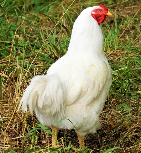 2 5 - Chantecler Chicken