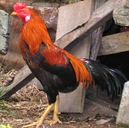 2 6 - Ayam Kampong