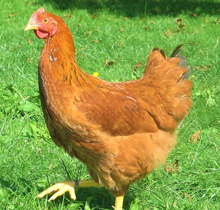 2 9 - Euskal Oiloa Chicken