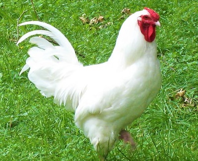 3 19 - Swiss Chicken