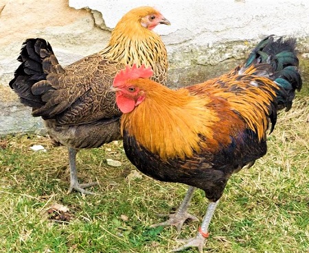 3 4 - Czech Gold Brindled Chicken