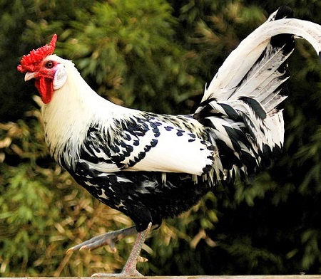4 16 - Hamburg Chicken