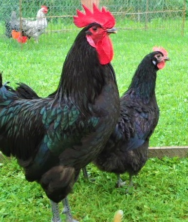 4 18 - Touraine Chicken