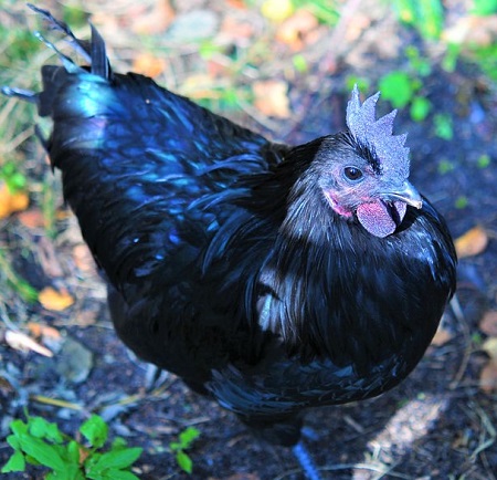 5 10 - Swedish Black Chicken