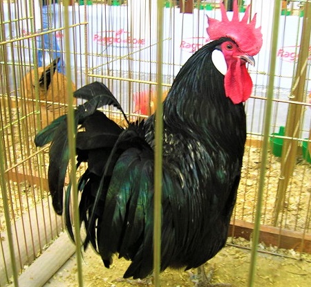 5 14 - Valdarno Chicken