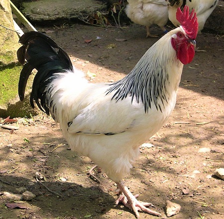 5 2 - Bourbonnaise‎ Chicken