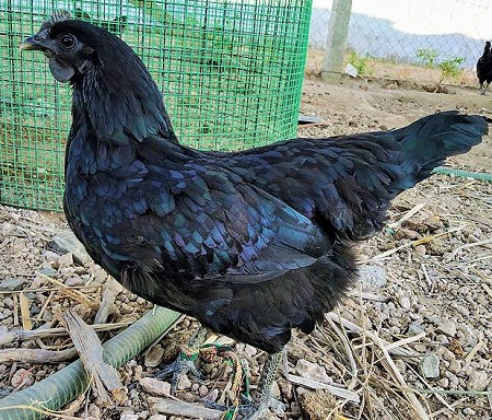 5 5 - Kadaknath Chicken