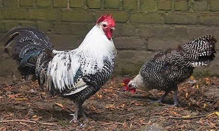 5 7 - Braekel Chicken