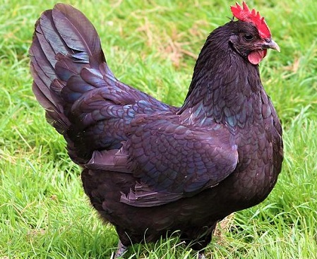 6 10 - Janzé Chicken