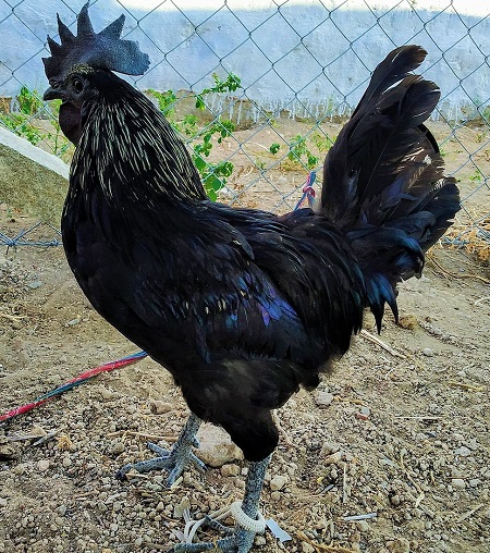 6 11 - Kadaknath Chicken