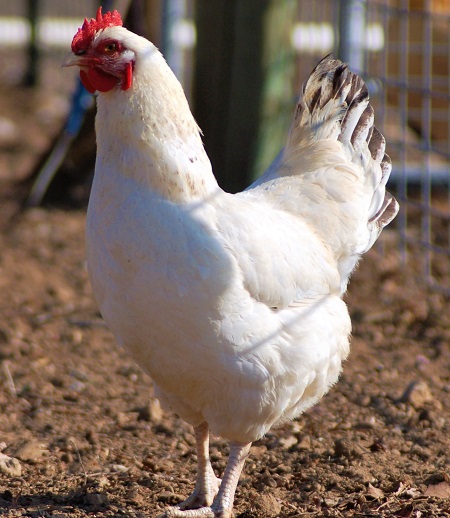6 7 - Delaware Chicken