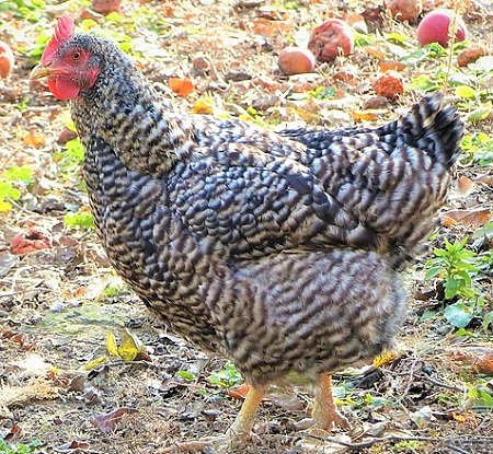 6 8 - Hungarian Chicken