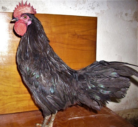 6 - Black Shumen‎ Chicken