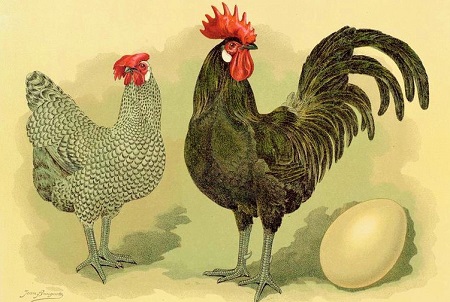 774px Tab48 Hühner Geflügel Album Jean Bungartz 1885 - Bergische Schlotterkamm Chicken