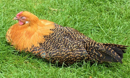 800px Wilhelma Westfälischer Totleger - Westfälische Totleger Chicken