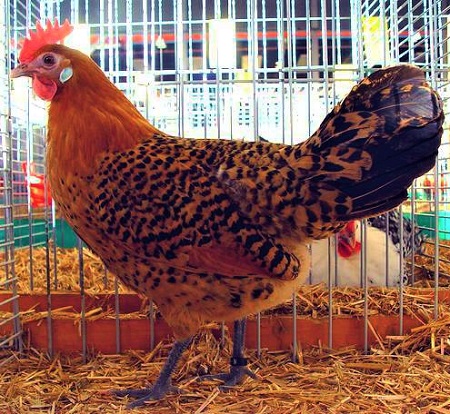 Groninger Meeuw Goudpel Hen - Ostfriesische Möwe Chicken