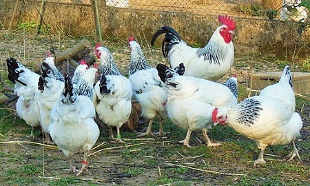 Volailles bourbonnaises - Bourbonnaise‎ Chicken