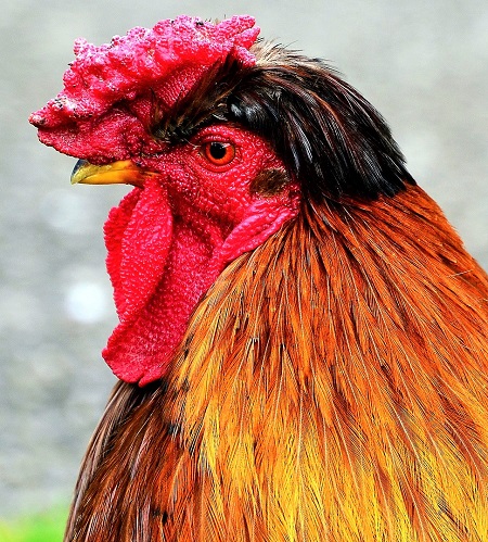 bird 3195939 1280 1 - Ukrainian Crested Chicken