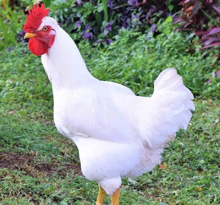 Posavina Crested Chicken