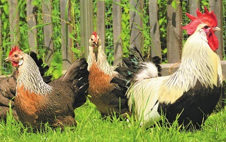 chickens 3676895 1280 - Krüper Chicken