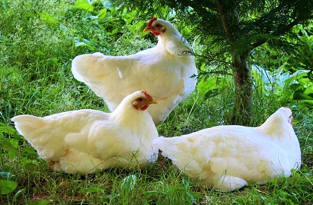 chickens 381955 1280 - Gâtinais Chicken
