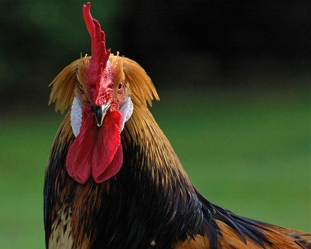 cock 1091650 1280 - Brabançonne Chicken
