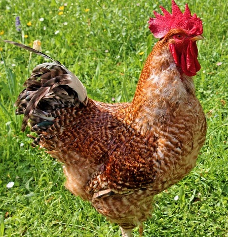 Euskal Oiloa Chicken