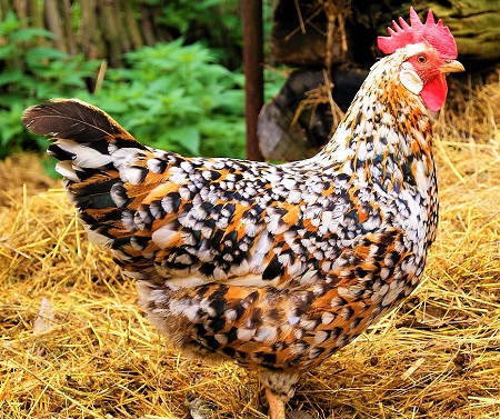 hen 3998120 1280 - Swedish Flower Chicken