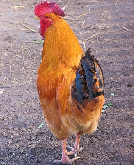 poultry 1086943 1280 - Robusta Lionata Chicken