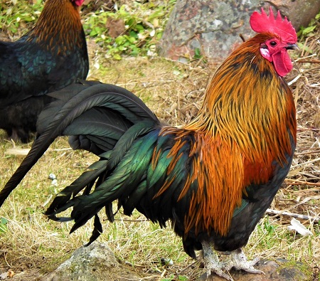 rooster 136887015516q 1 - Hedemora Chicken
