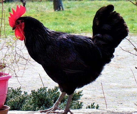 rooster 142470939769X 1 1 - Gascon Chicken
