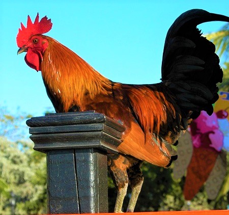 rooster 1661628 1280 - Czech Gold Brindled Chicken