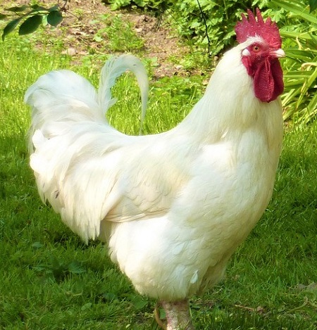rooster 22773 1280 1 - Gâtinais Chicken