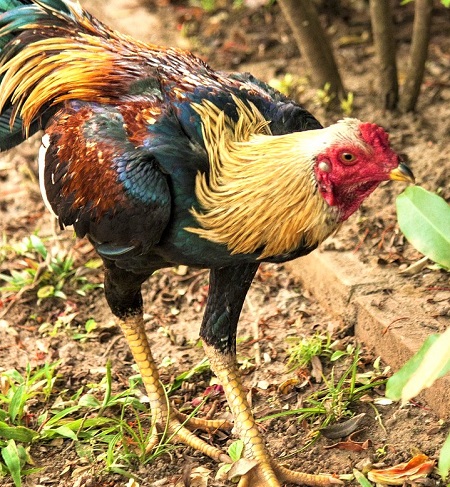 rooster 716482 1280 - Saipan Jungle Fowl