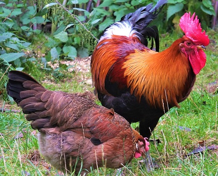 the hen 205701 1280 - Green-Legged Partridge Chicken
