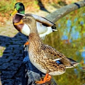 duck 1850232 640 300x300 - Ducks