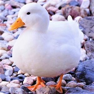 duck 2487217 1280 1 - Ducks