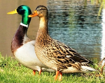 ducks 4005463 1280 - Ducks