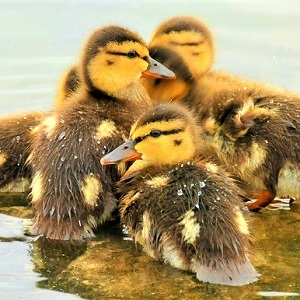 mallard ducklings 940513 640 - Ducks