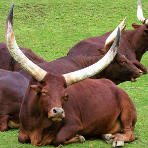 Ankole Watusi 843909 1280 - Cattle