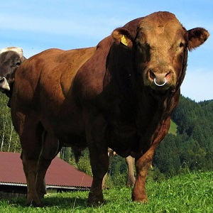 bull 180461 1280 - Cattle