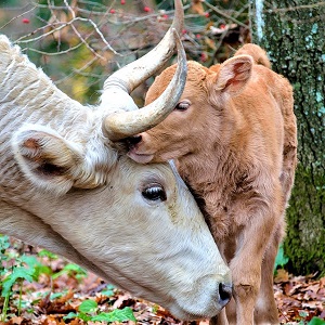 calf 244030 1280 - Cattle