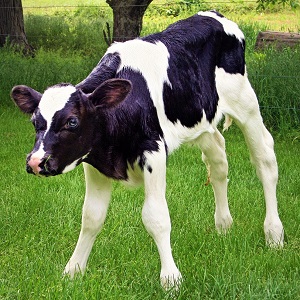 calf 652651 1280 - Cattle