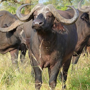 cape buffalo 2074923 1280 - Cattle