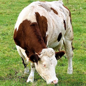cow 2897589 1280 - Cattle