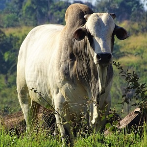 cow 4267872 1280 - Cattle