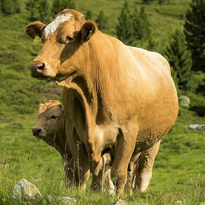 cow calves with 3143363 1280 - Cattle