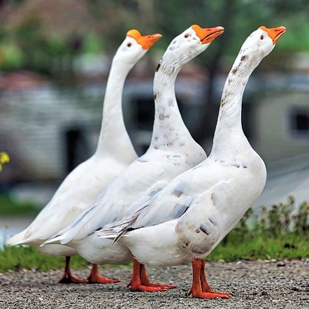 geese 3790355 1280 - Geese