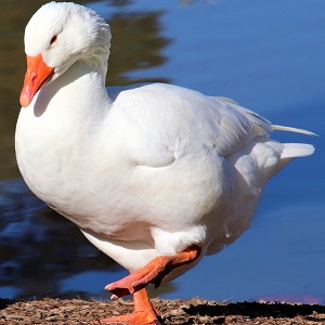 goose 4311647 1280 - Geese